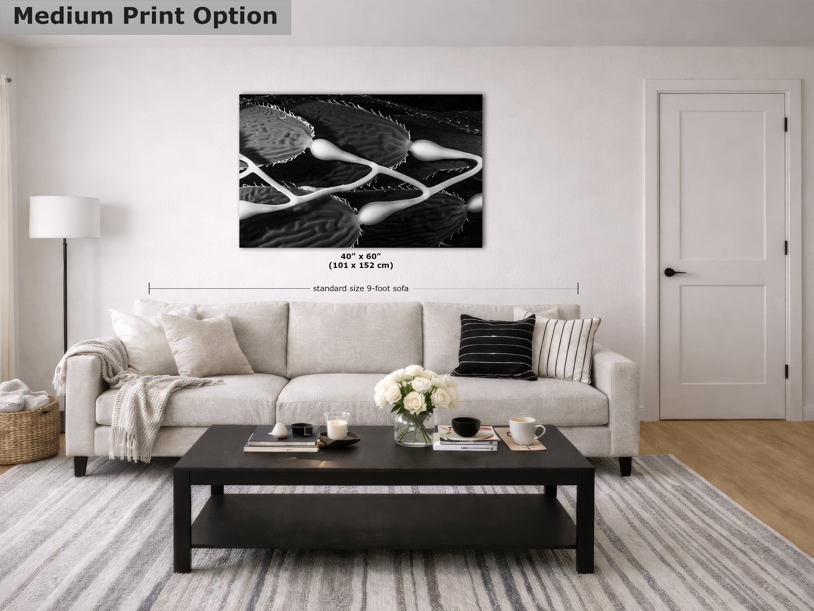 Limited Edition Fine Art Photography, Sea Life Ocean Art California Giant Kelp, Equanimity