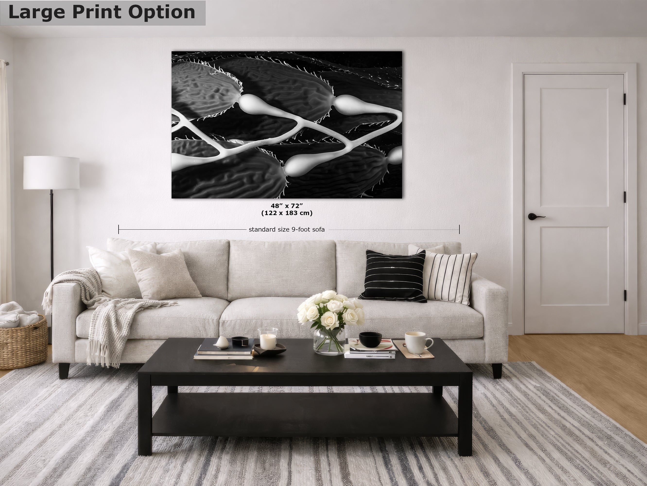 Limited Edition Fine Art Photography, Sea Life Ocean Art California Giant Kelp, Equanimity
