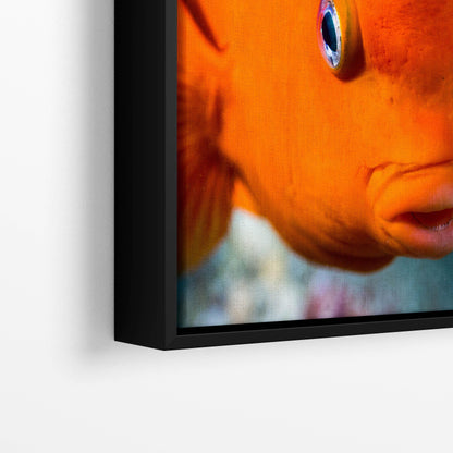 Vibrant Garibaldi Fish Underwater Photo Print - Ocean Wall Art for Marine Life Enthusiasts