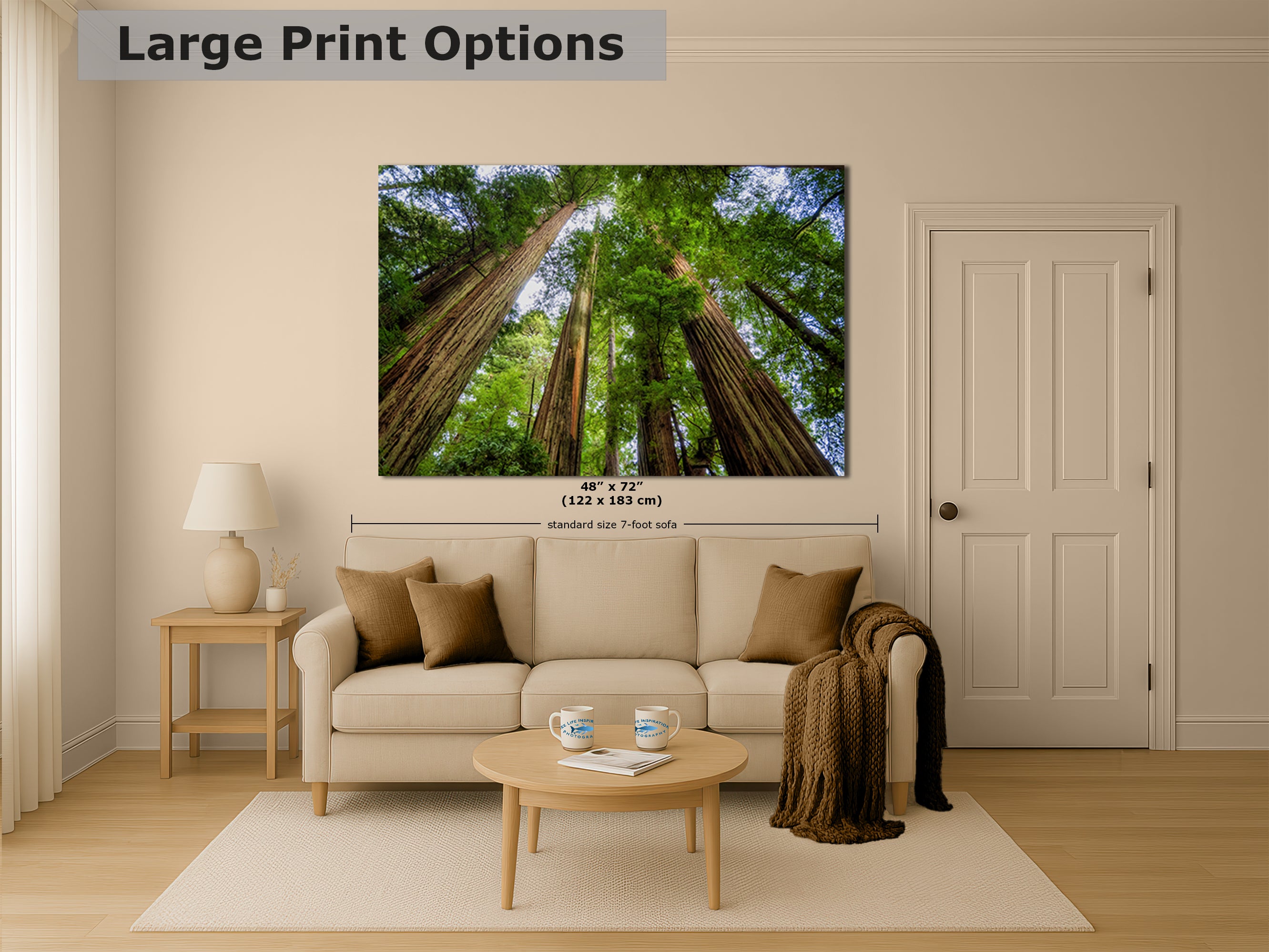 Redwood Trees Forest Picture Nature Photo