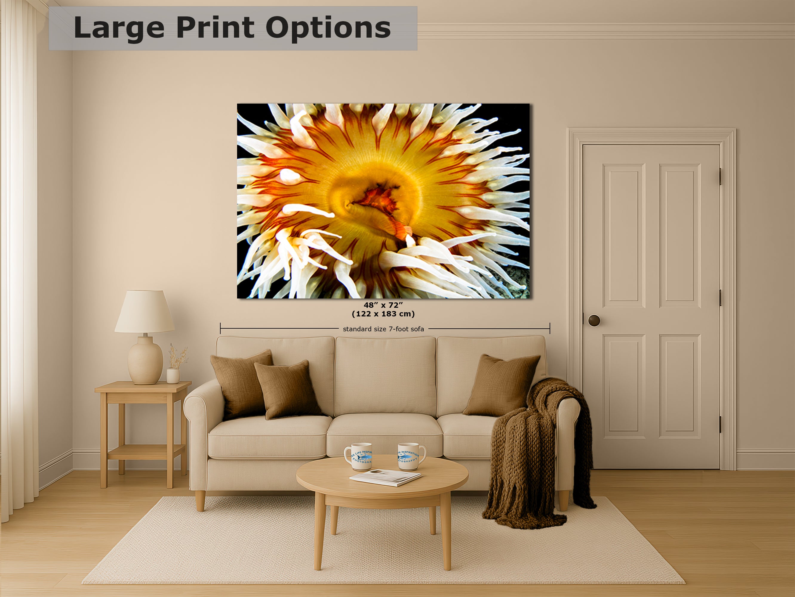 Sea Anemone Picture Ocean Life Underwater Scenery Nature Photo, Marine Biology Coral Reef Art