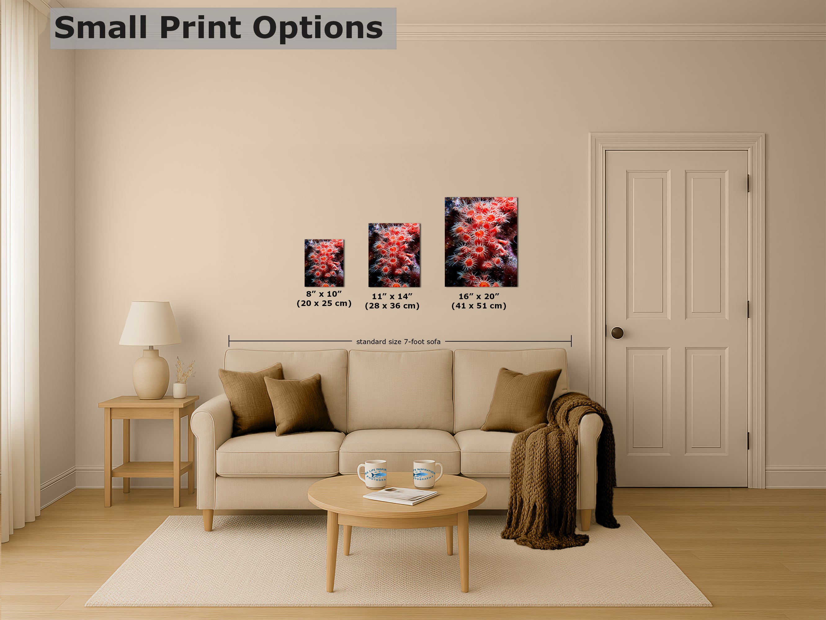 Sea Anemone Picture Ocean Life Underwater Scenery Nature Photo, Marine Biology Wall Art, Coral Reef Decor, Office & Dorm Room Decoration