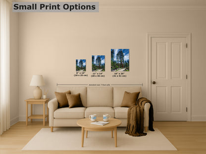 Giant Sequoia Tree Forest Picture Nature Photo, Redwood Trees Forest Bathing Decor, Relaxation Artwork for Home or Office