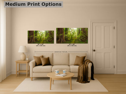 Redwood Tree Wall Art - Panoramic Forest Picture Nature Photo