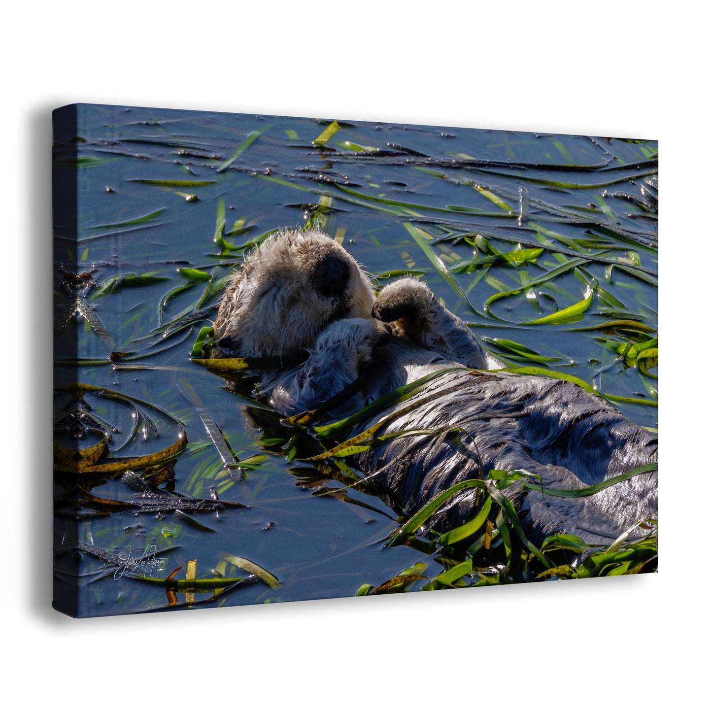 Enchanting Sea Otter Print: California Coast Wildlife Photography for Home Decor (Paper/Canvas/Metal)