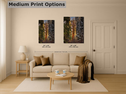 Giant Sequoia Tree Forest Picture Nature Photo, Redwood Tree Wall Art, Forest Bathing Decor, Bohemian Style Relaxation Artwork