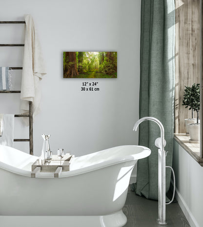 Redwood Tree Wall Art - Panoramic Forest Picture Nature Photo