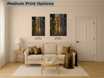 Giant Sequoia Tree Forest Picture Nature Photo, Redwood Tree Wall Art, Forest Bathing Decor, Bohemian Style Relaxation Artwork