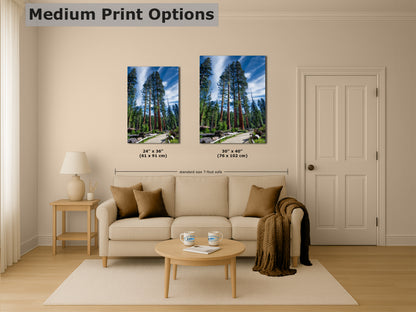 Giant Sequoia Tree Forest Picture Nature Photo, Redwood Trees Forest Bathing Decor, Relaxation Artwork for Home or Office