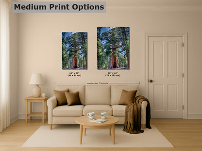 Giant Sequoia Tree Forest Picture Nature Photo, Yosemite Redwood Trees, Mariposa Grove Tree Hugger Decor, Forest Bathing for Relaxation
