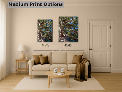 Giant Sequoia Tree Forest Picture Nature Photo, Yosemite Mariposa Grove Redwood Trees, Forest Bathing Relaxation Artwork for Nature Lovers