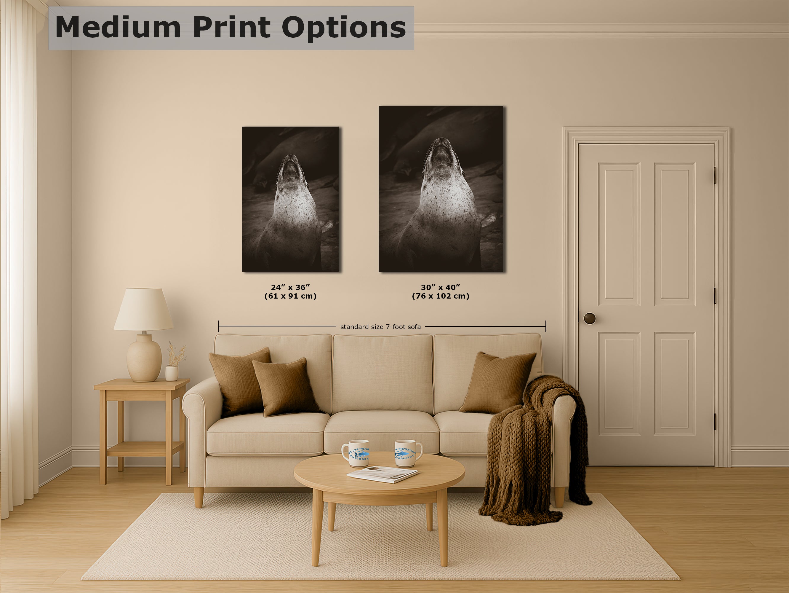 California Sea Lion Marine Mammal Wildlife Photography, Ocean Animals, Coastal House Decor, Nature Lover Gift, Marine Biology Artwork