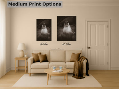 California Sea Lion Marine Mammal Wildlife Photography, Ocean Animals, Coastal House Decor, Nature Lover Gift, Marine Biology Artwork