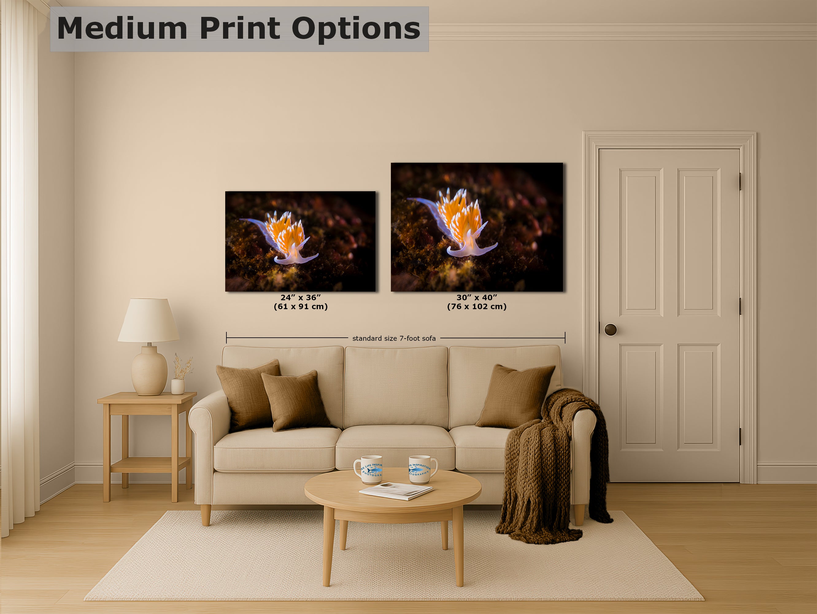 Hermissenda Opalescent Nudibranch Ocean Life Underwater Scenery Marine Biology Nature Photo