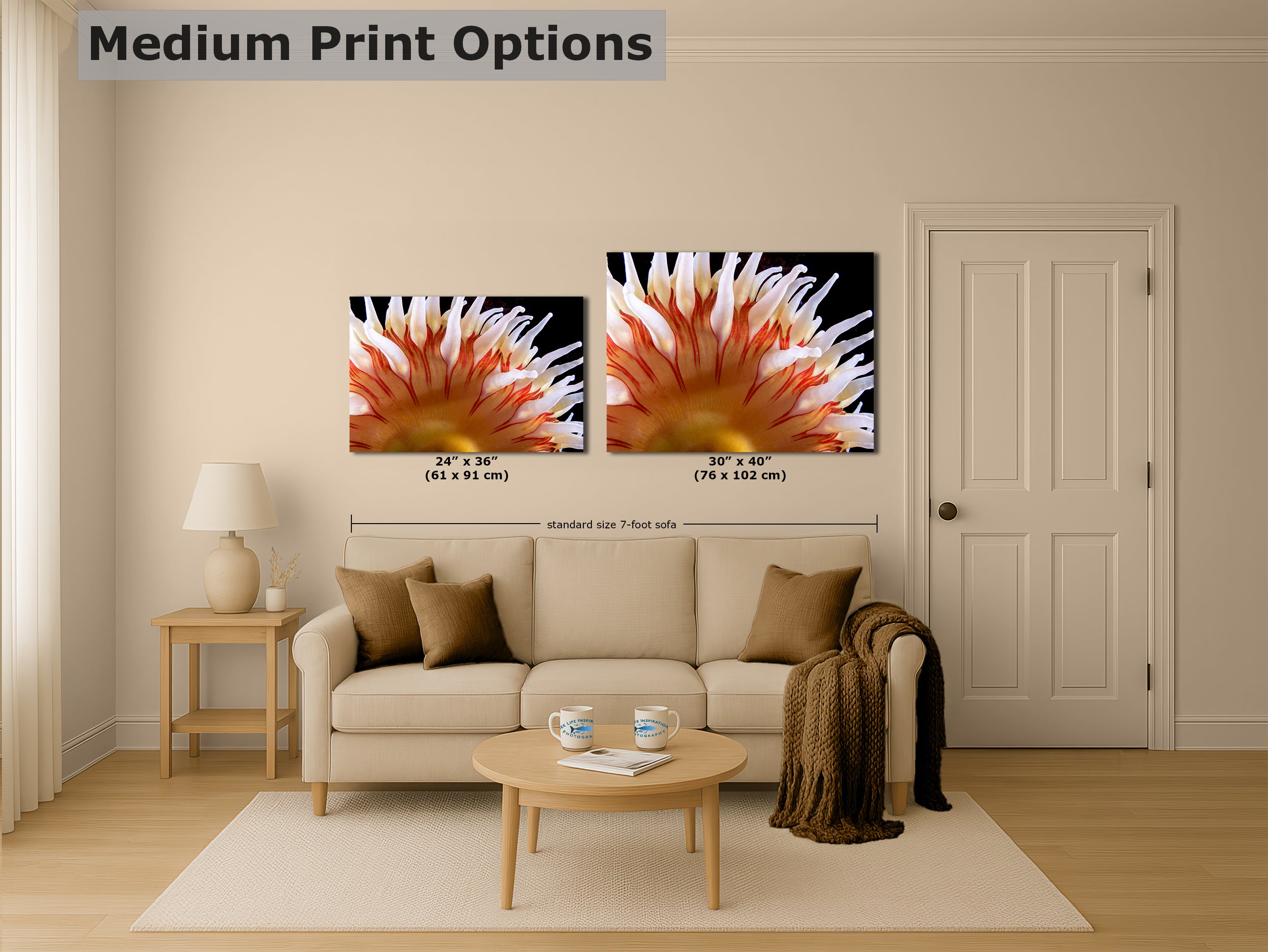 Sea Anemone Picture Ocean Life Underwater Scenery Nature Photo, Marine Biology Coral Reef Art