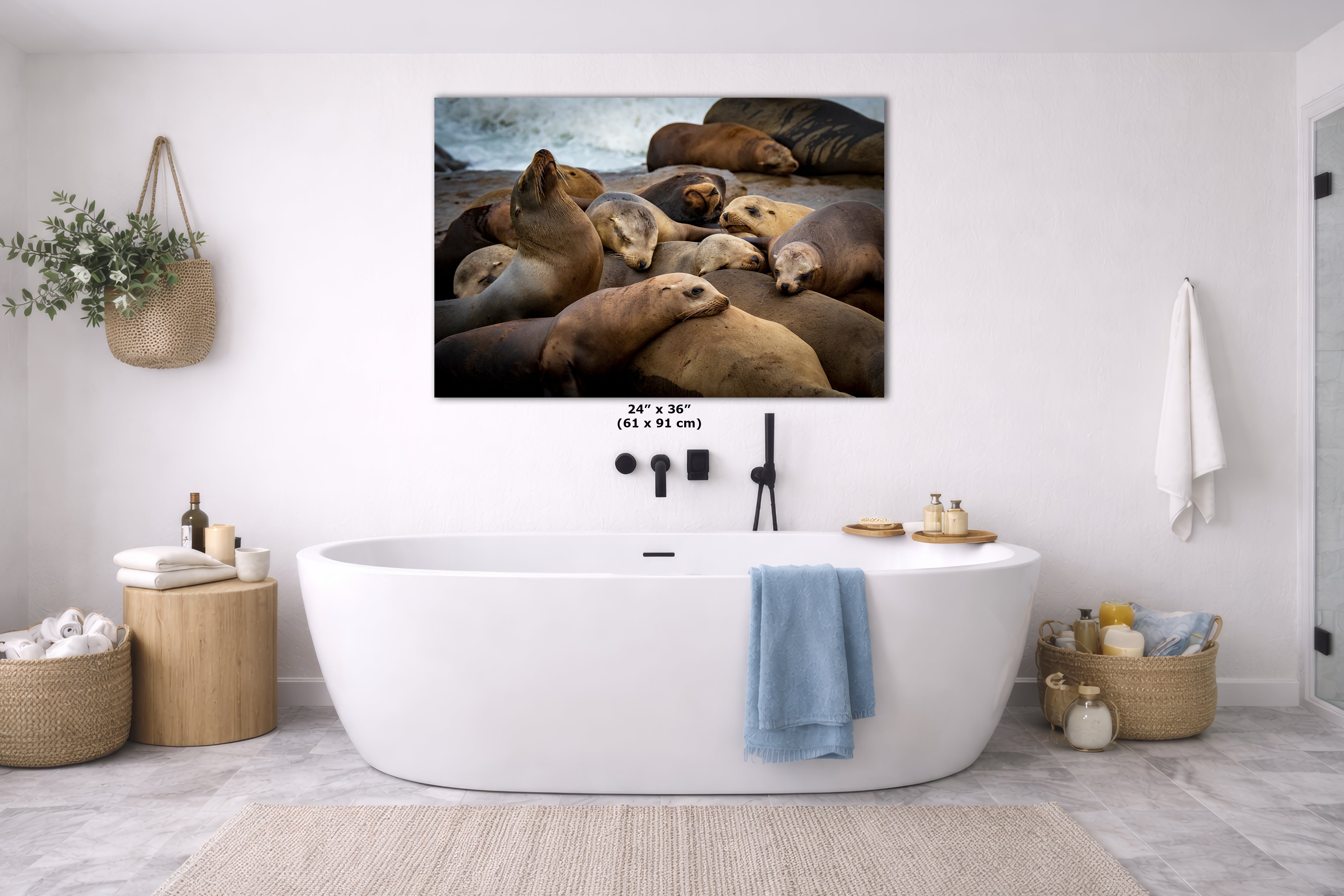 California Sea Lion Marine Mammal Wildlife Photography, Ocean Animals Wall Art, Nature Lover Gift, Marine Biology Artwork