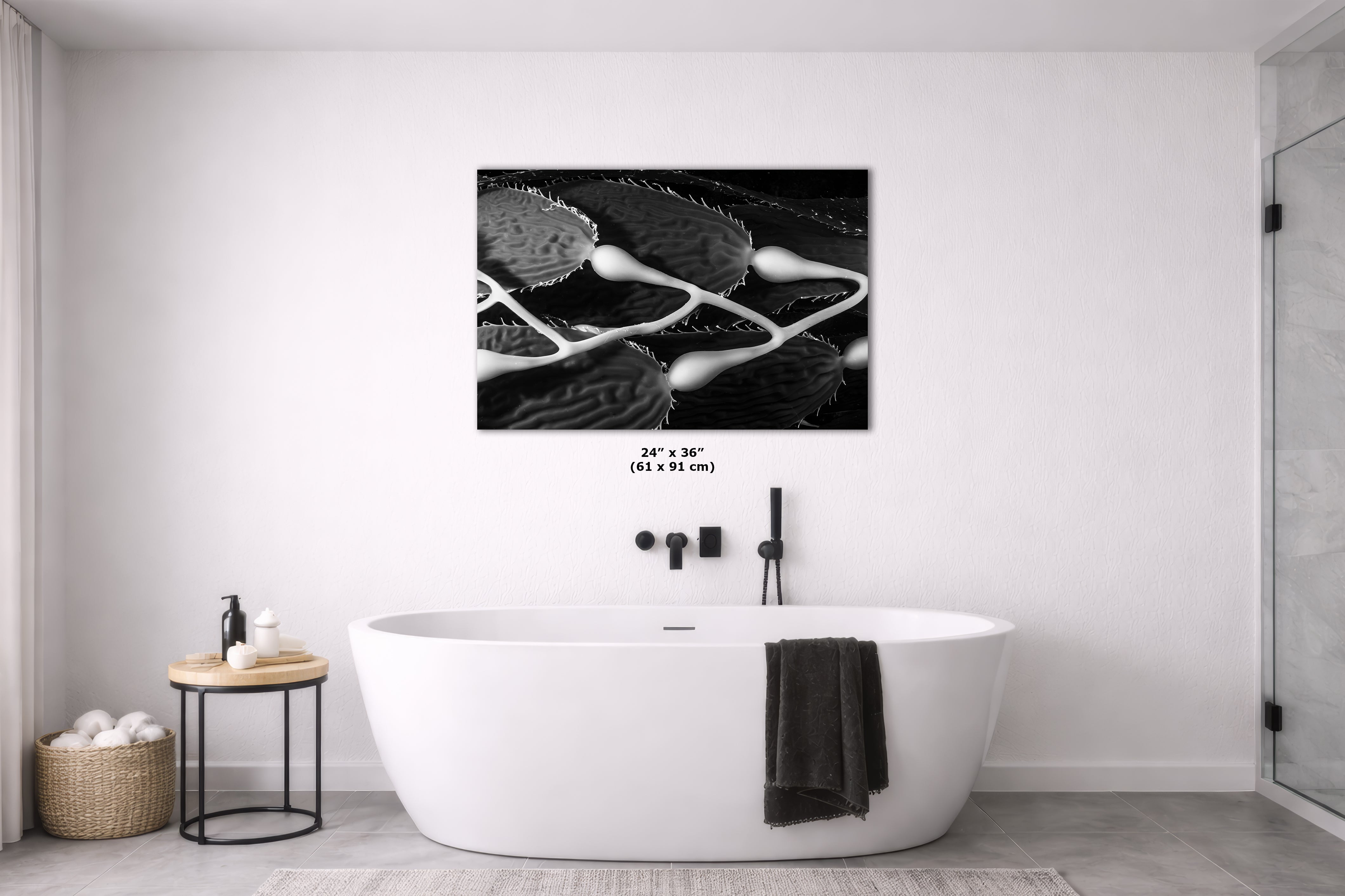 Limited Edition Fine Art Photography, Sea Life Ocean Art California Giant Kelp, Equanimity