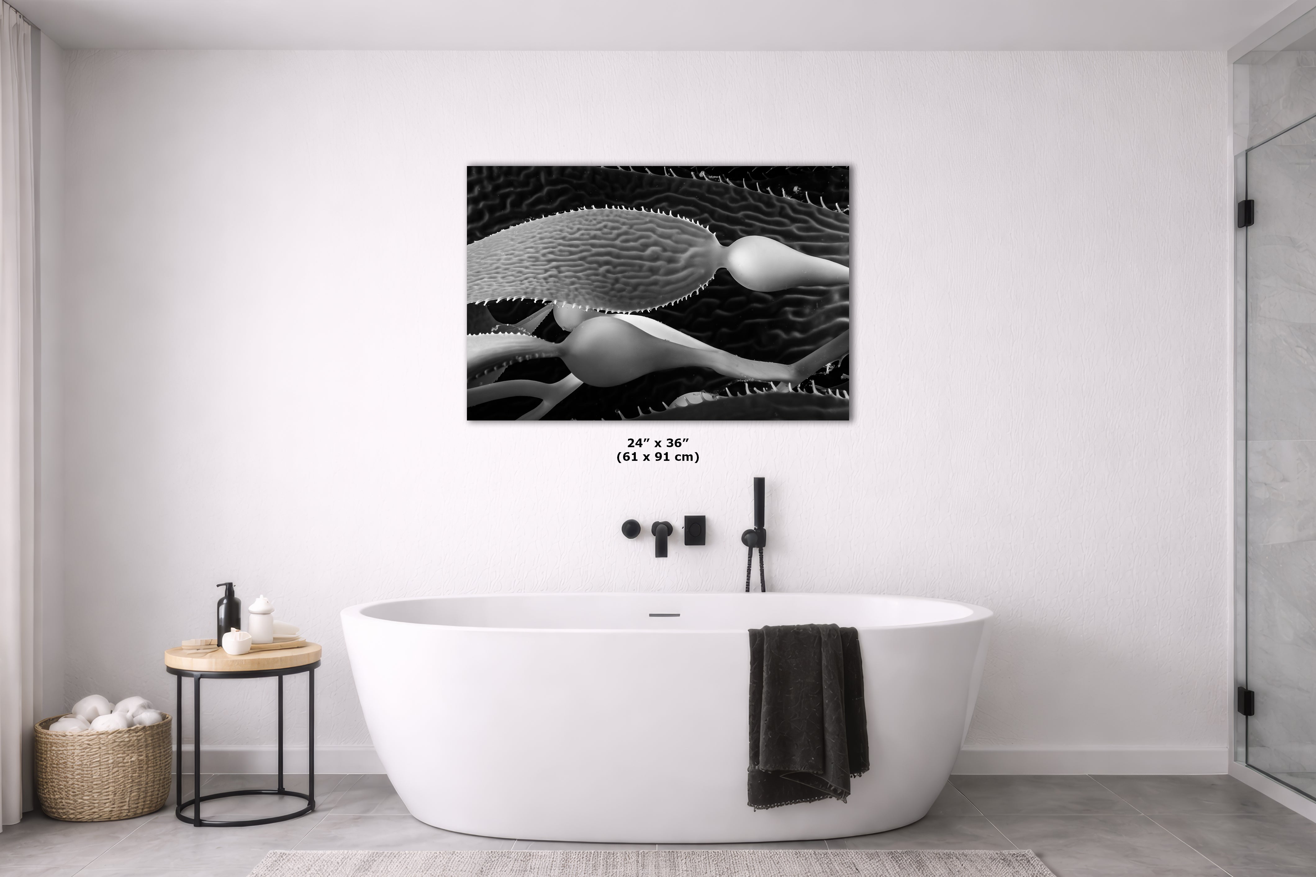 Limited Edition Fine Art Photography, California Giant Kelp Nature Photo, Clarity