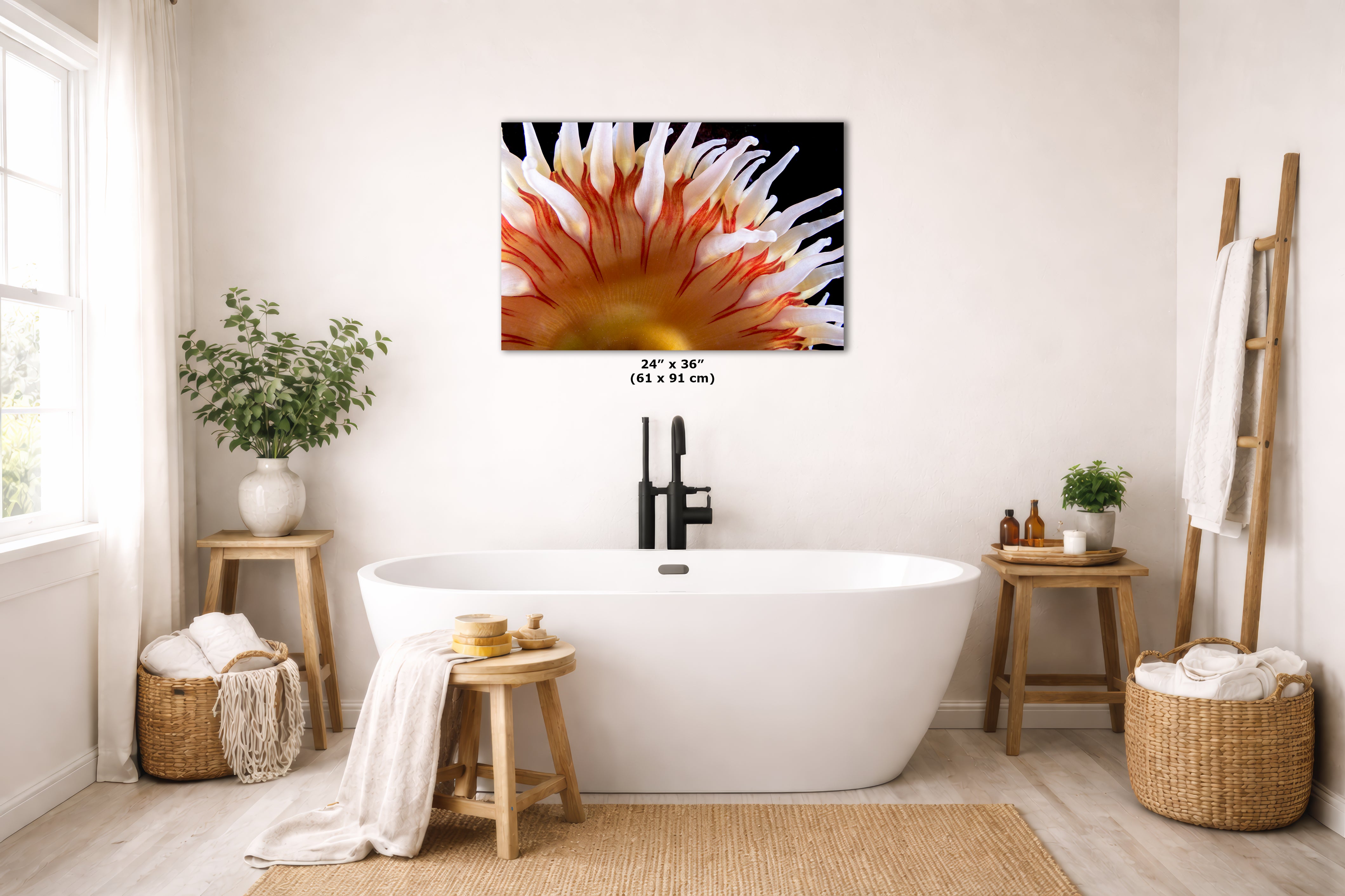 Sea Anemone Picture Ocean Life Underwater Scenery Nature Photo, Marine Biology Coral Reef Art