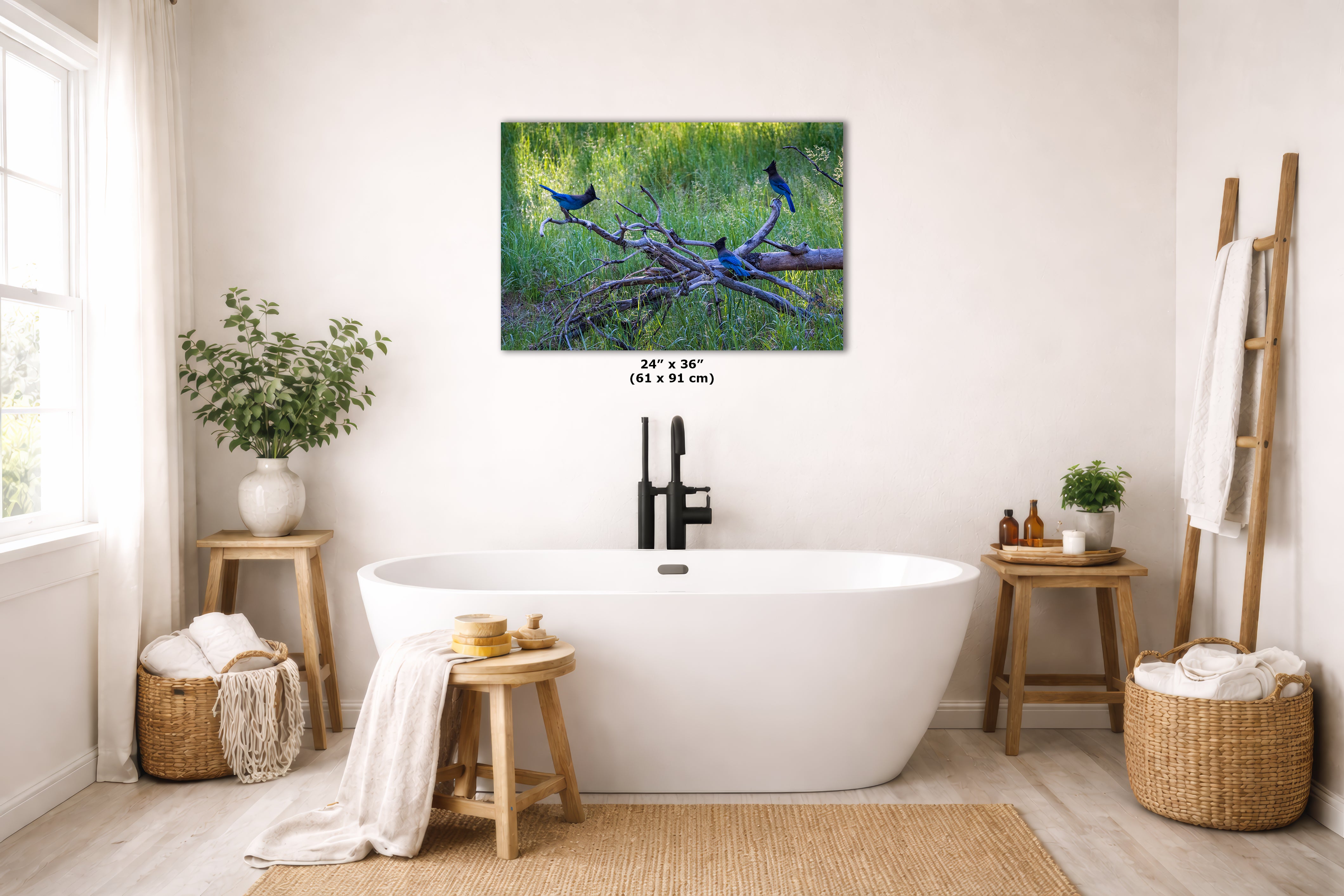 Steller Jay Wildlife Photography Print, Bird Wall Art, Nature Photography, Blue Bird Picture, Relaxing Dorm Room or Office Wall Art