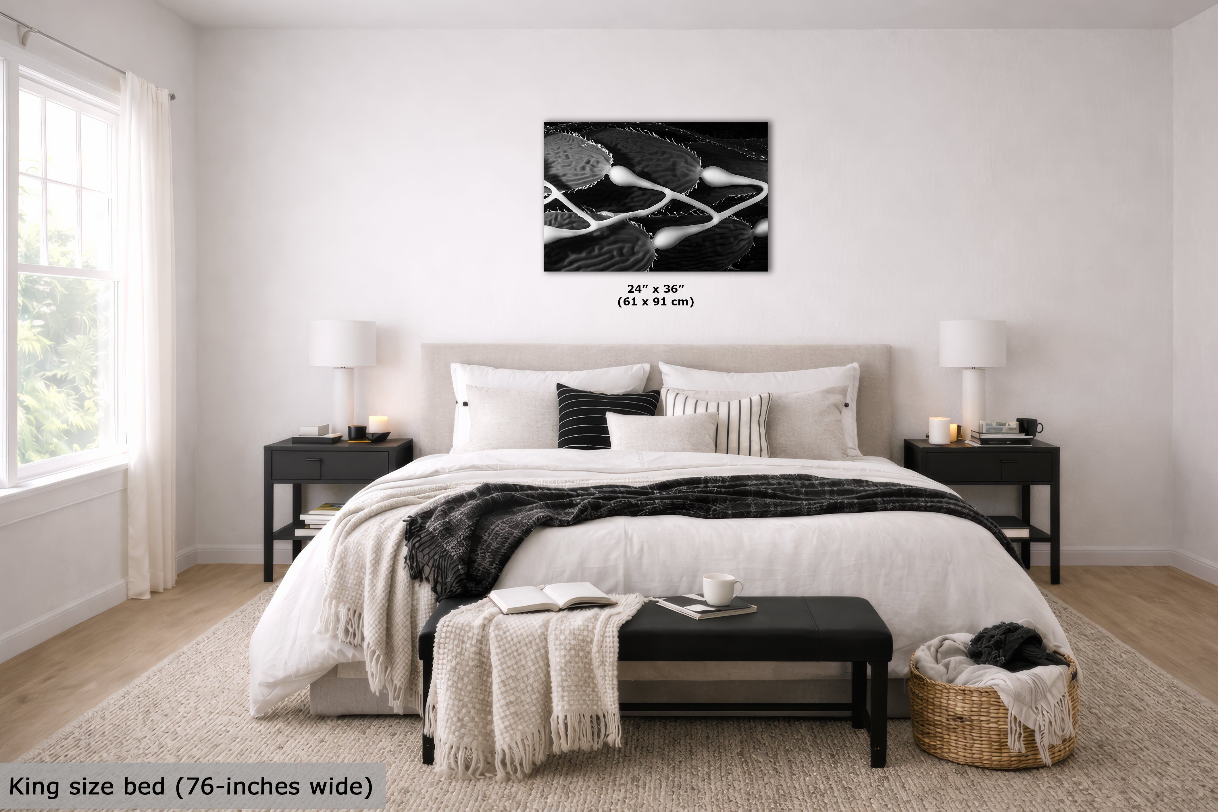Limited Edition Fine Art Photography, Sea Life Ocean Art California Giant Kelp, Equanimity