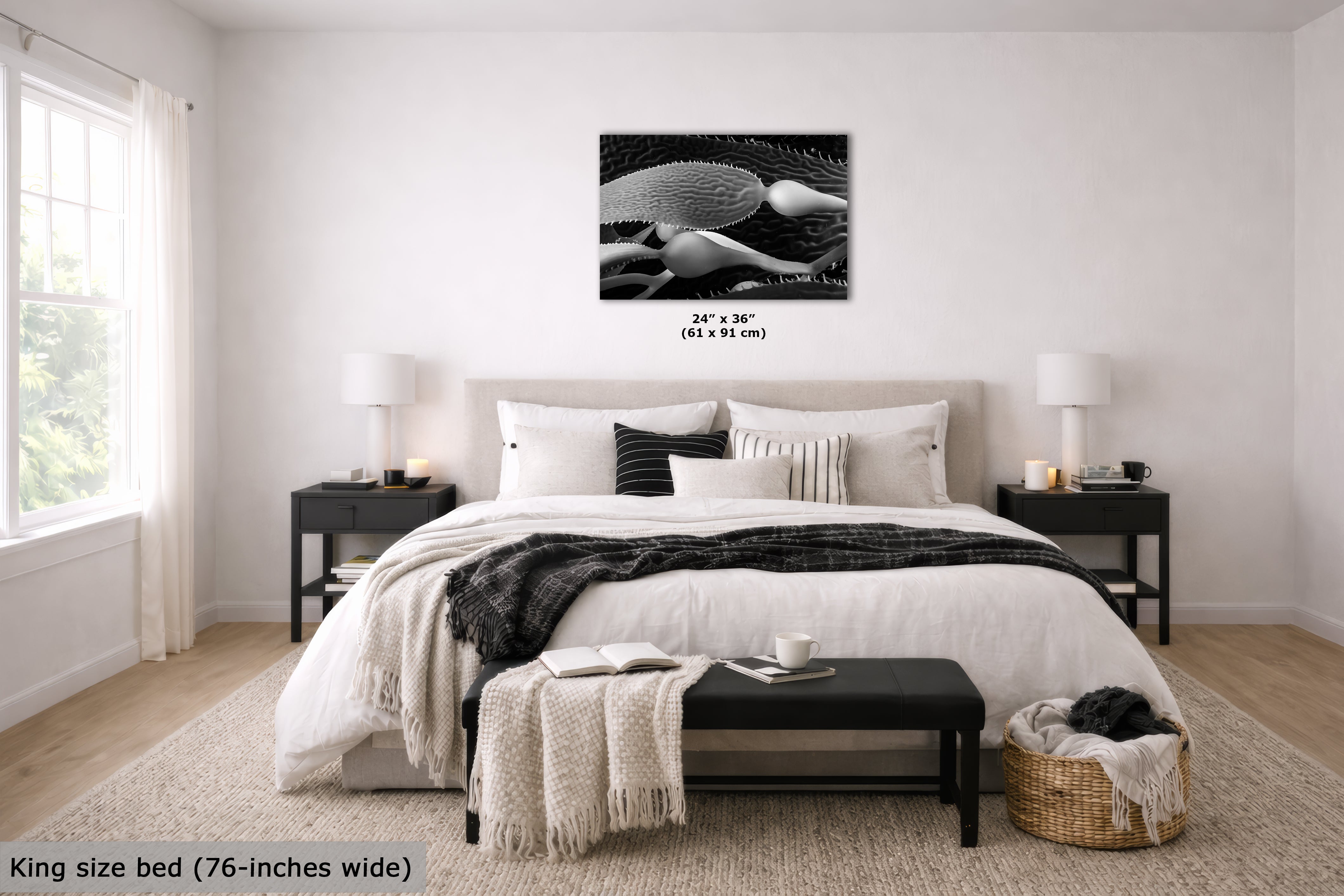 Limited Edition Fine Art Photography, California Giant Kelp Nature Photo, Clarity
