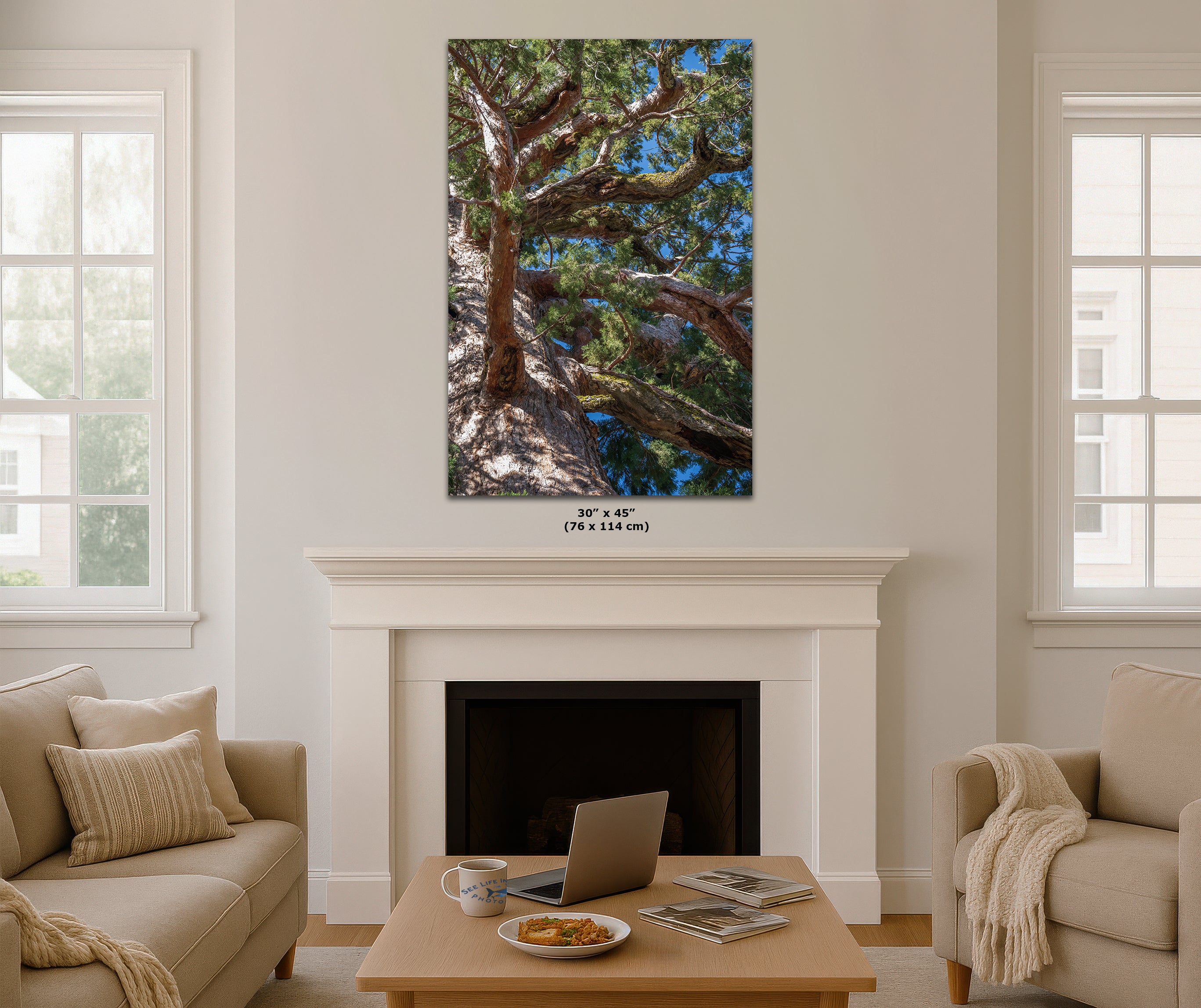 Giant Sequoia Tree Forest Picture Nature Photo, Yosemite Mariposa Grove Redwood Trees, Forest Bathing Relaxation Artwork for Nature Lovers