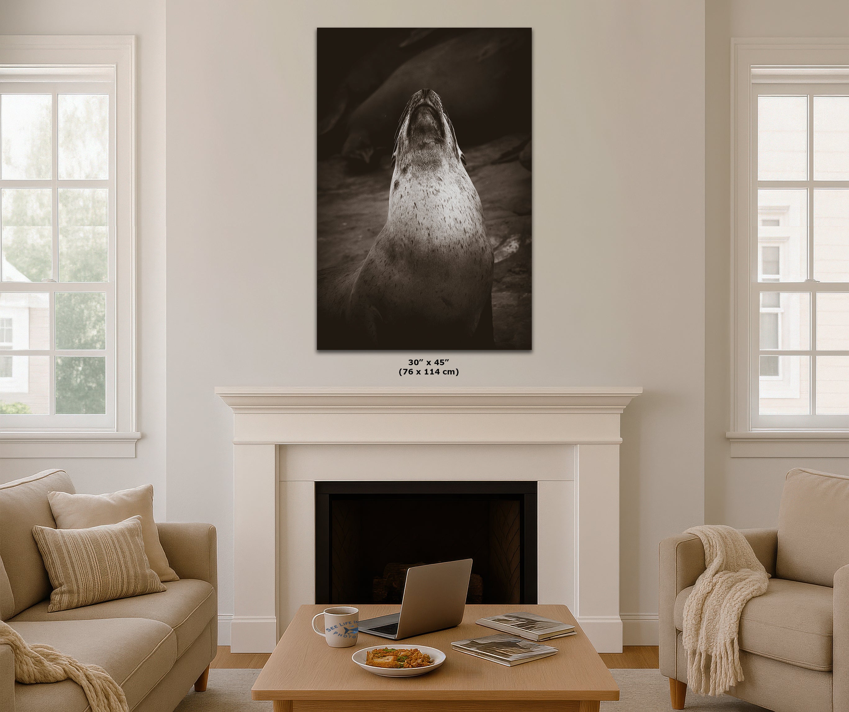 California Sea Lion Marine Mammal Wildlife Photography, Ocean Animals, Coastal House Decor, Nature Lover Gift, Marine Biology Artwork