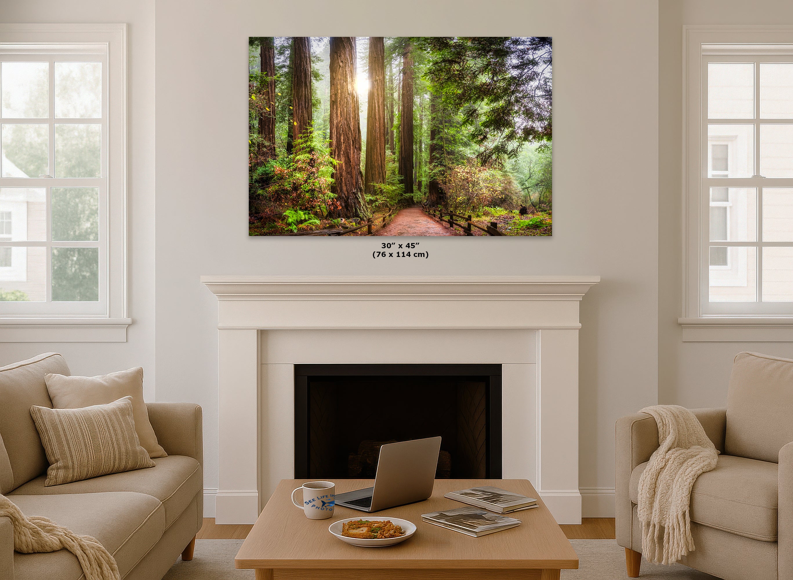 Redwood Trees Forest Picture Sunrise Nature Photo