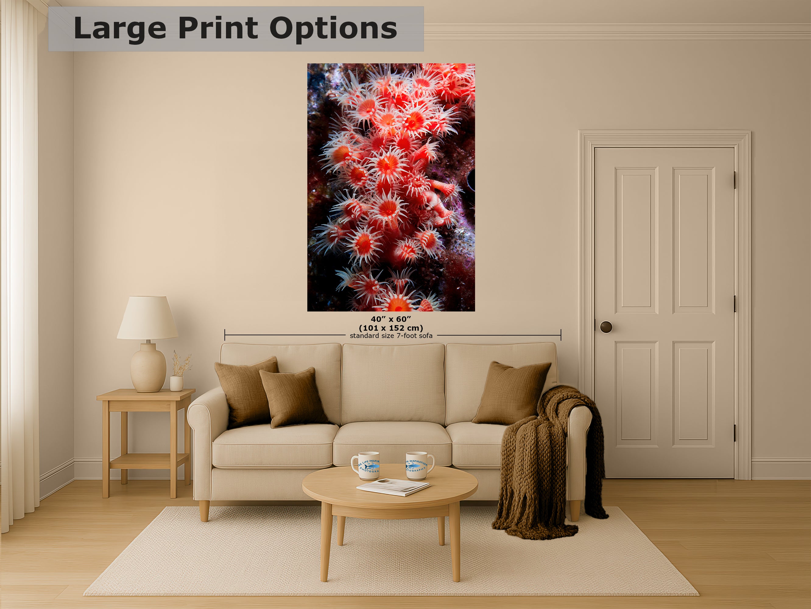 Sea Anemone Picture Ocean Life Underwater Scenery Nature Photo, Marine Biology Wall Art, Coral Reef Decor, Office & Dorm Room Decoration