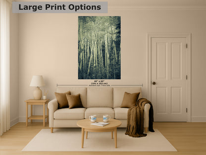 Aspen Tree Forest Picture Nature Photo, Forest Bathing Relaxation Artwork, Rustic Wall Art for Bedroom, Office, & House Decor