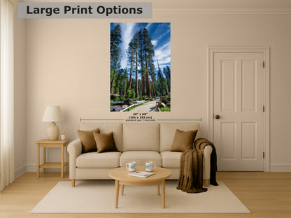 Giant Sequoia Tree Forest Picture Nature Photo, Redwood Trees Forest Bathing Decor, Relaxation Artwork for Home or Office