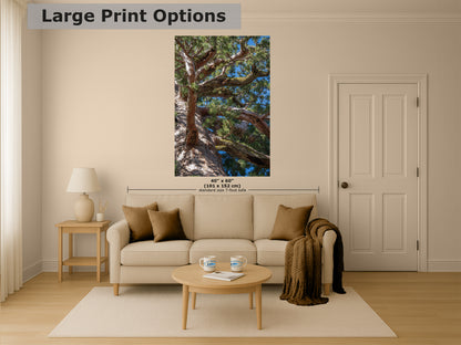 Giant Sequoia Tree Forest Picture Nature Photo, Yosemite Mariposa Grove Redwood Trees, Forest Bathing Relaxation Artwork for Nature Lovers