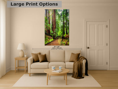 Redwood Trees Forest Picture Sunrise Nature Photo, Forest Bathing House Decor, Relaxing Wall Art for Meditation, Home and Office