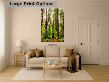 Redwood Trees Forest Picture Nature Photo, Forest Bathing House Decor, Relaxing Wall Art for Meditation, Home and Office
