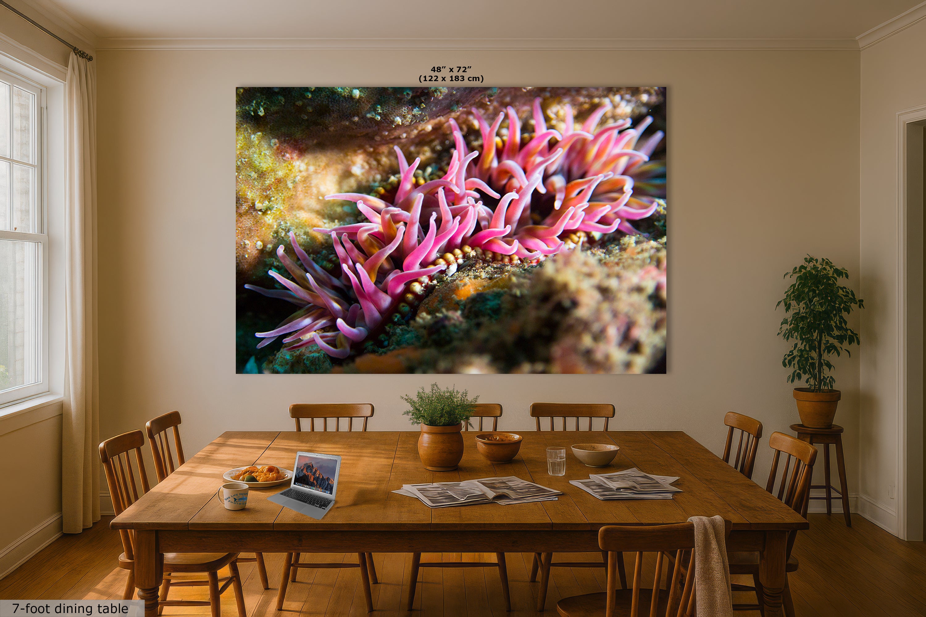 Sea Anemone Picture Ocean Life Underwater Scenery Nature Photo, Marine Biology Coral Reef Art, Vibrant Marine Wildlife Wall Decor