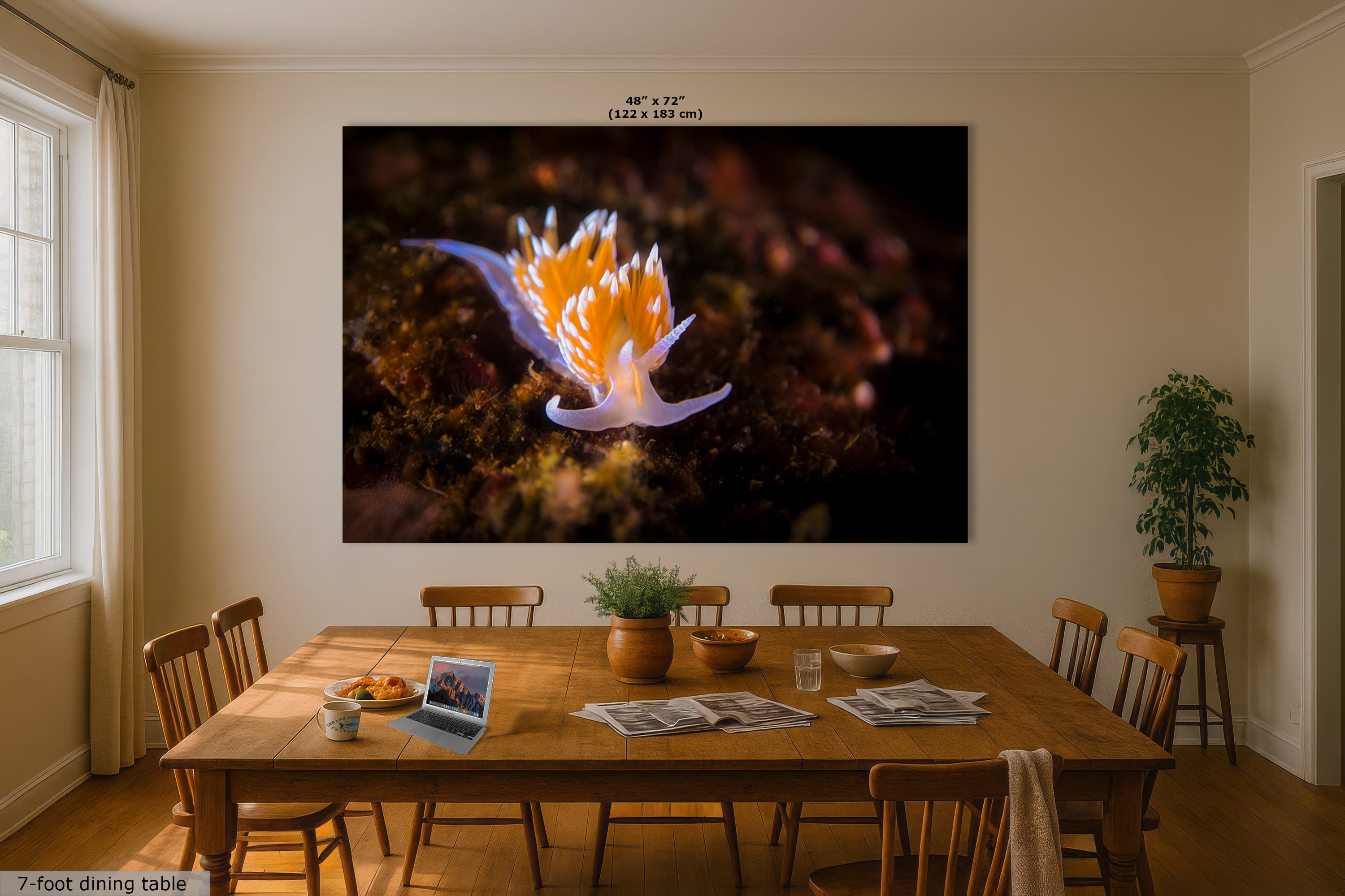 Hermissenda Opalescent Nudibranch Ocean Life Underwater Scenery Marine Biology Nature Photo