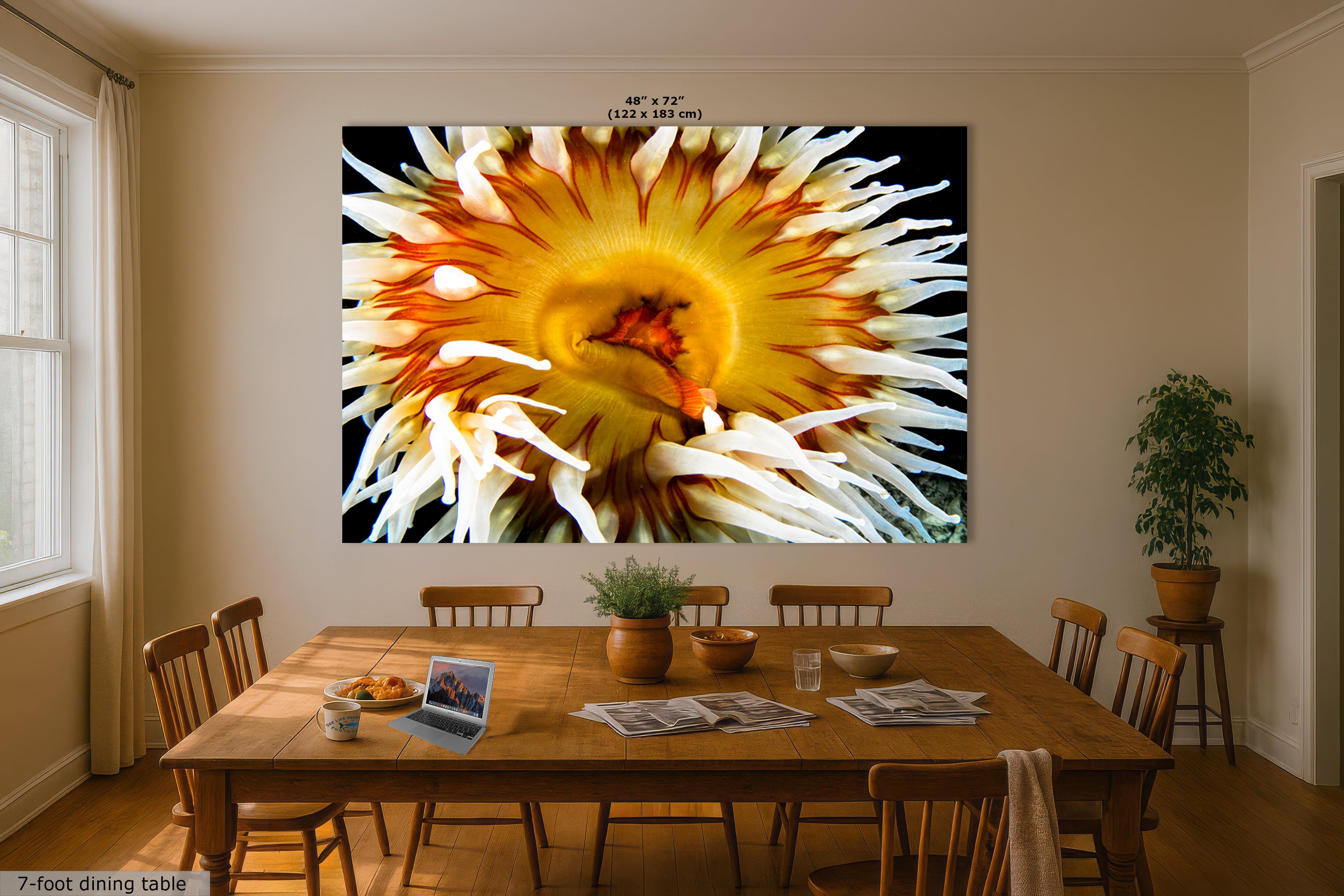 Sea Anemone Picture Ocean Life Underwater Scenery Nature Photo, Marine Biology Coral Reef Art