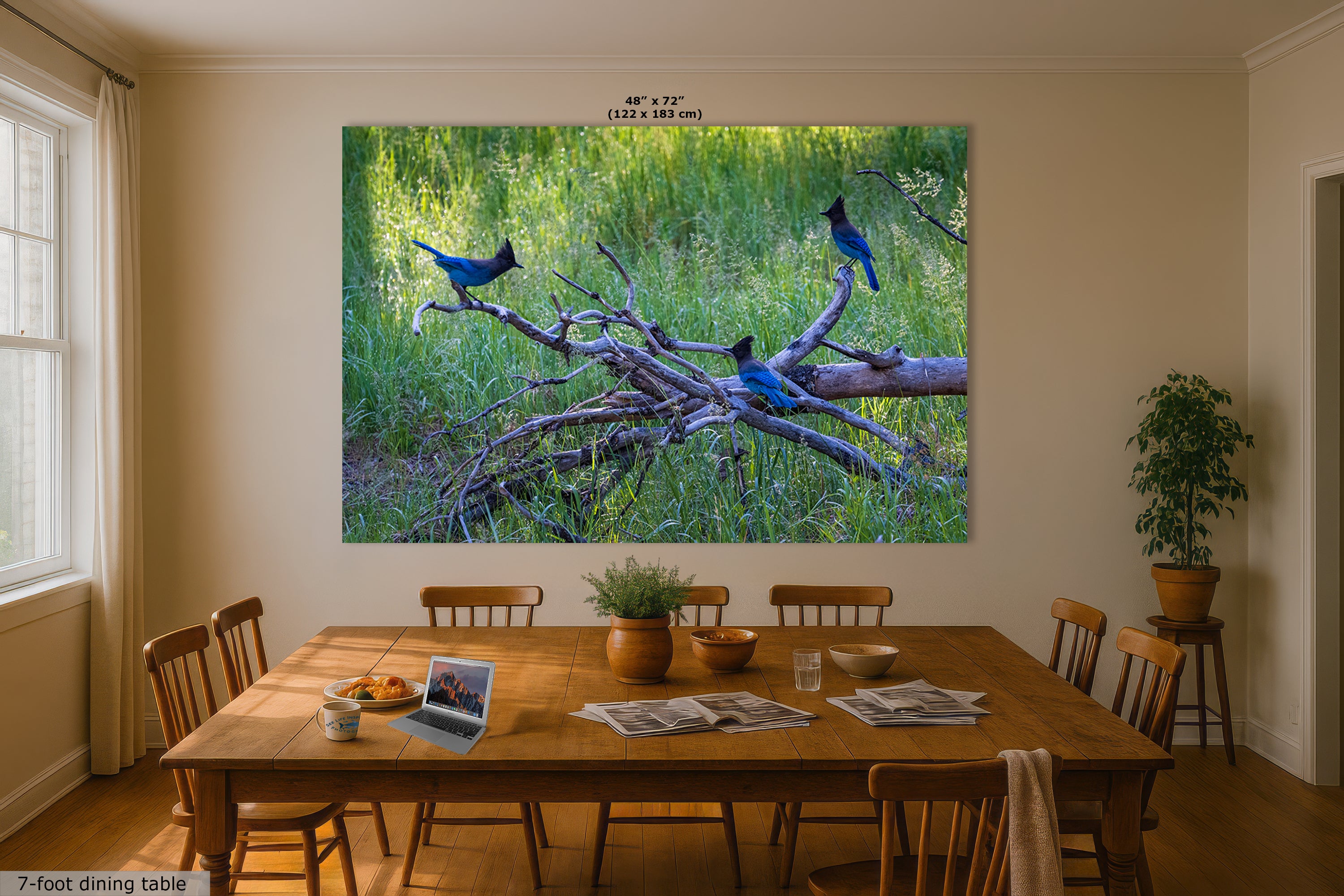 Steller Jay Wildlife Photography Print, Bird Wall Art, Nature Photography, Blue Bird Picture, Relaxing Dorm Room or Office Wall Art