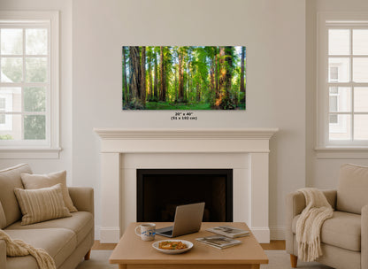 Redwood Trees Forest Picture Nature Photo, Forest Bathing Relaxation Artwork for Calming Meditation, Office and House Decor