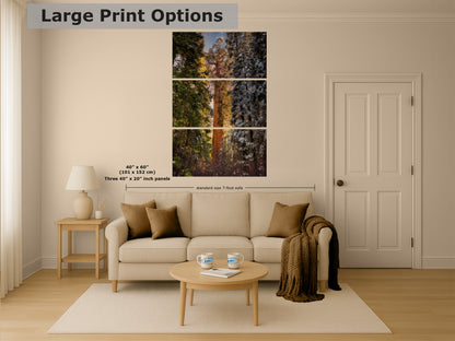 Giant Sequoia Tree Forest Picture Nature Photo, Redwood Tree Wall Art, Forest Bathing Decor, Bohemian Style Relaxation Artwork