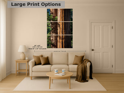 Giant Sequoia Tree Forest Picture Nature Photo, Redwood Trees Wall Art, Forest Bathing National Park Poster, Relaxation Decor