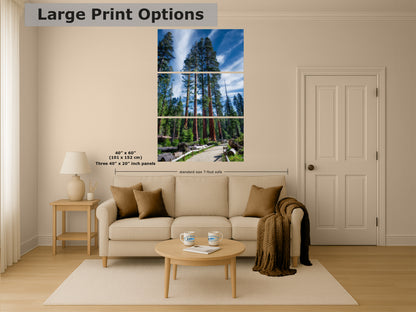Giant Sequoia Tree Forest Picture Nature Photo, Redwood Trees Forest Bathing Decor, Relaxation Artwork for Home or Office