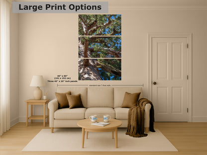 Giant Sequoia Tree Forest Picture Nature Photo, Yosemite Mariposa Grove Redwood Trees, Forest Bathing Relaxation Artwork for Nature Lovers