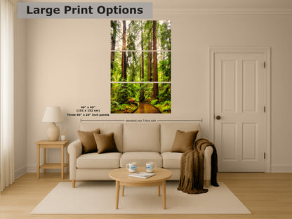 Redwood Trees Forest Picture Nature Photo, Forest Bathing House Decor, Relaxing Wall Art for Meditation, Home and Office