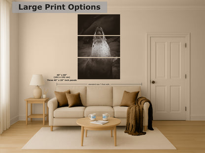 California Sea Lion Marine Mammal Wildlife Photography, Ocean Animals, Coastal House Decor, Nature Lover Gift, Marine Biology Artwork