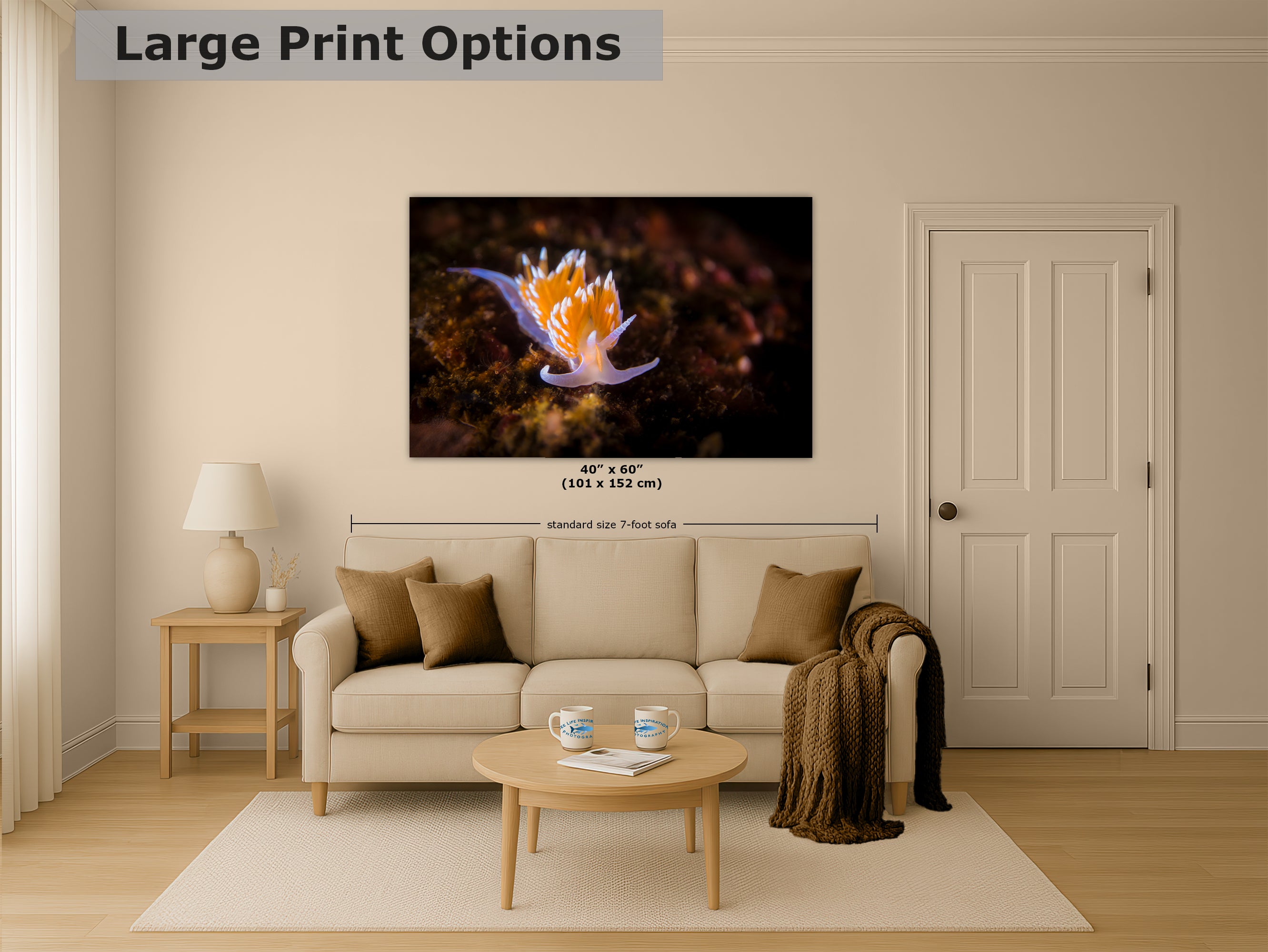 Hermissenda Opalescent Nudibranch Ocean Life Underwater Scenery Marine Biology Nature Photo