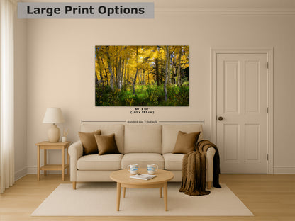Aspen Tree Forest Picture Nature Photo, Forest Bathing Relaxation Artwork, Fall Colors Autumn for Meditation, Office and House Decor