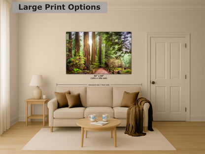 Redwood Trees Forest Picture Nature Photo, Forest Bathing in Muir Woods Wall Art for House Decor Gifts for Tree & Nature Lovers