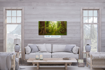 Redwood Tree Wall Art - Panoramic Forest Picture Nature Photo